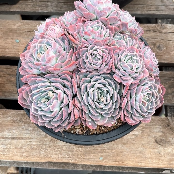 多肉植物，粉月影