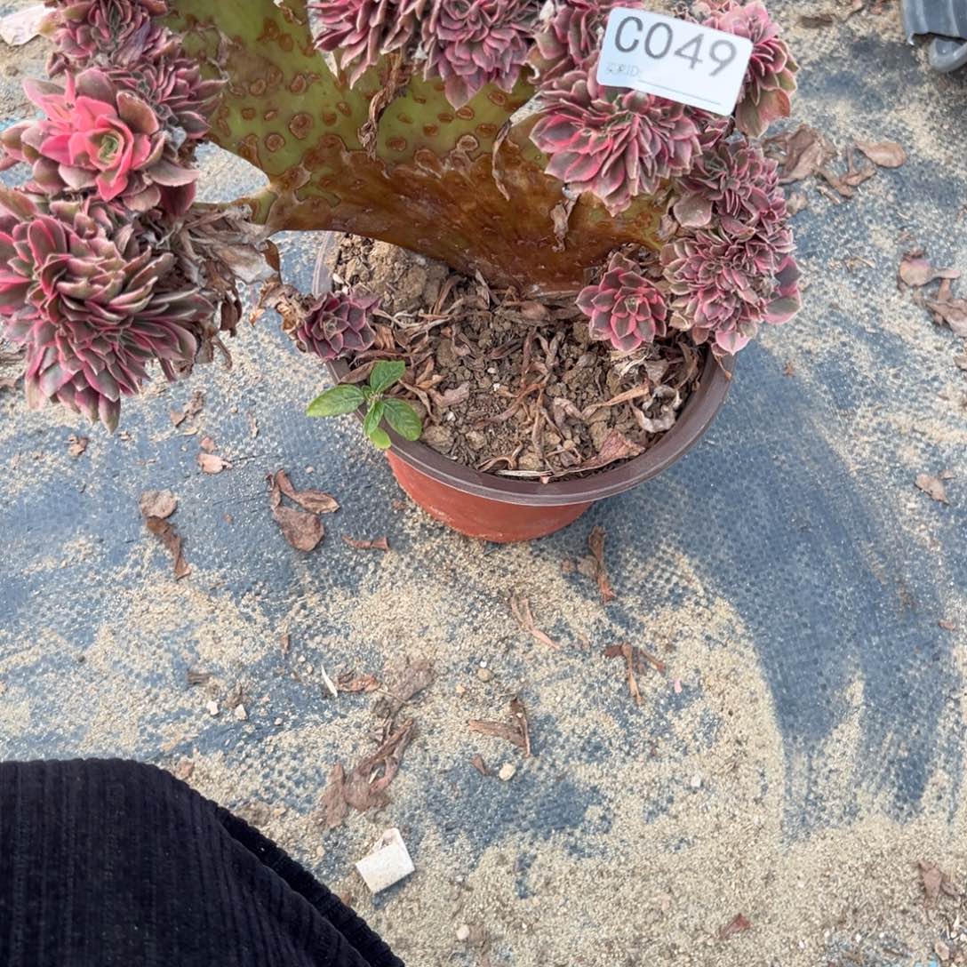 一***演049粉女巫缀化多肉植物法师多肉