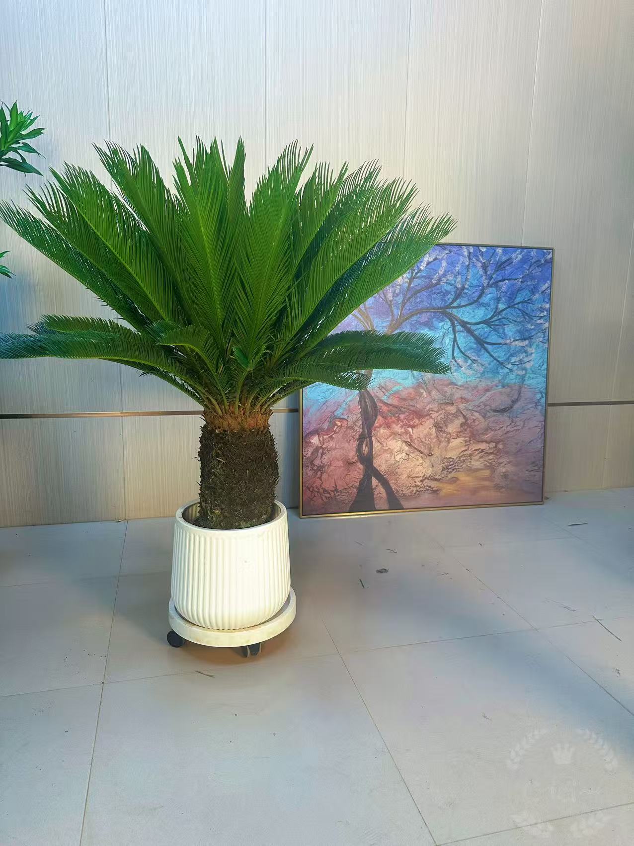 台湾铁树盆栽四季常青适合室内室外养殖新欧式风格原土种植发货