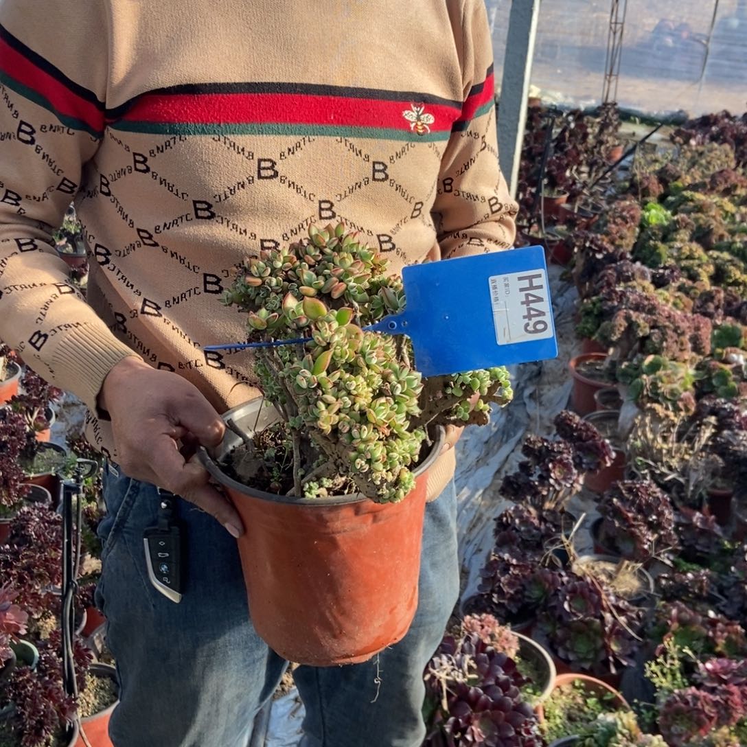 万****H449红兔耳干伤处理