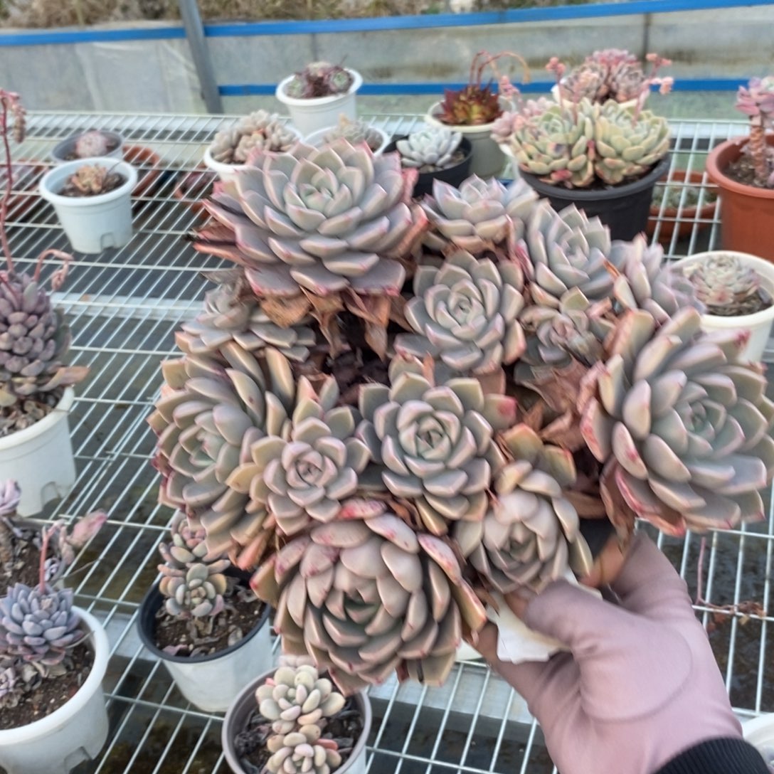 4157红粉佳人一物一拍