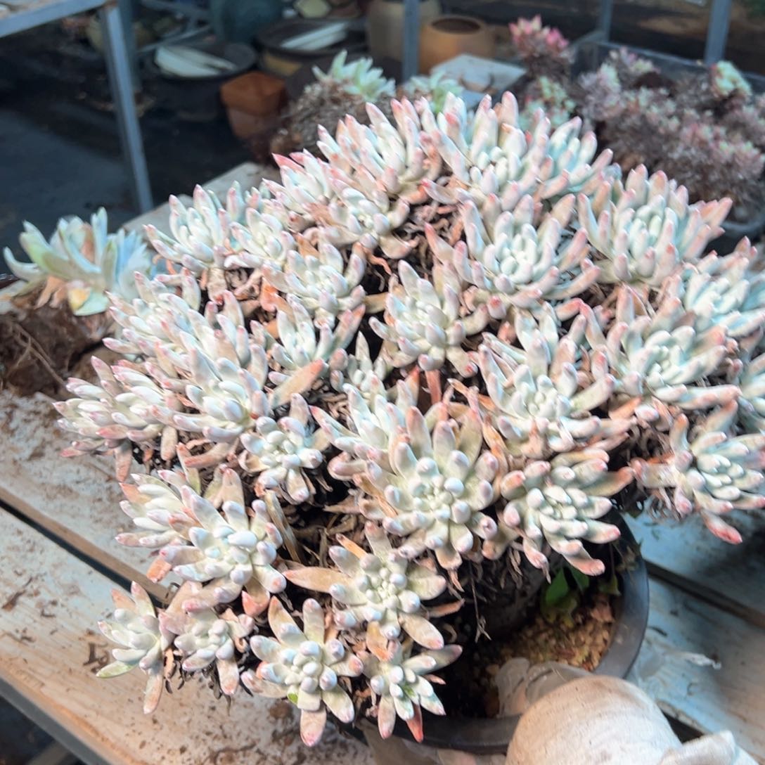 7436哈哈哈哈哈哈哈哈哈