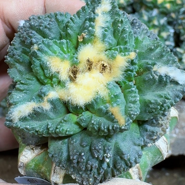 福利苗接大尤龟甲778