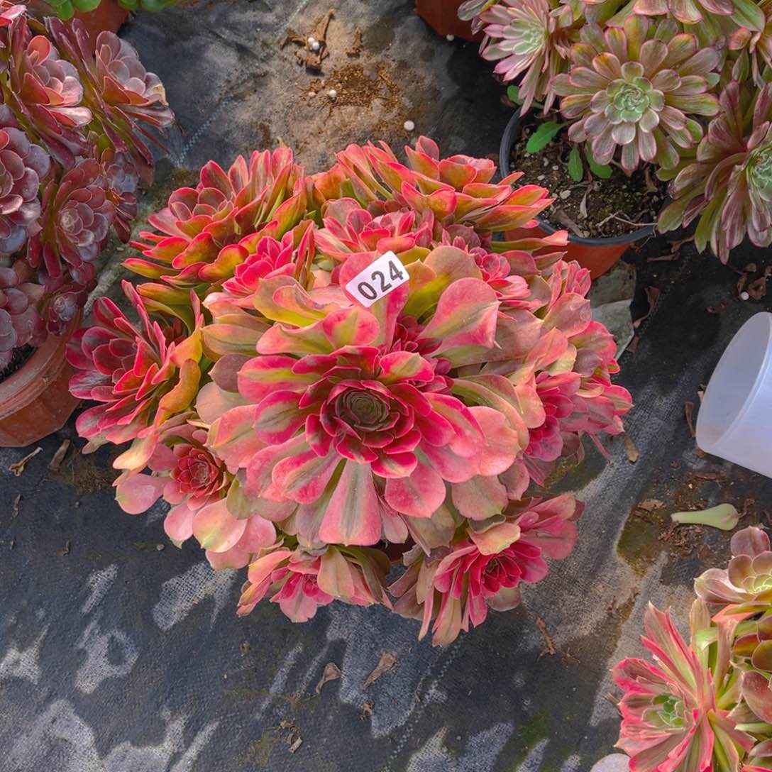 【闪购商品】雅典娜024多肉