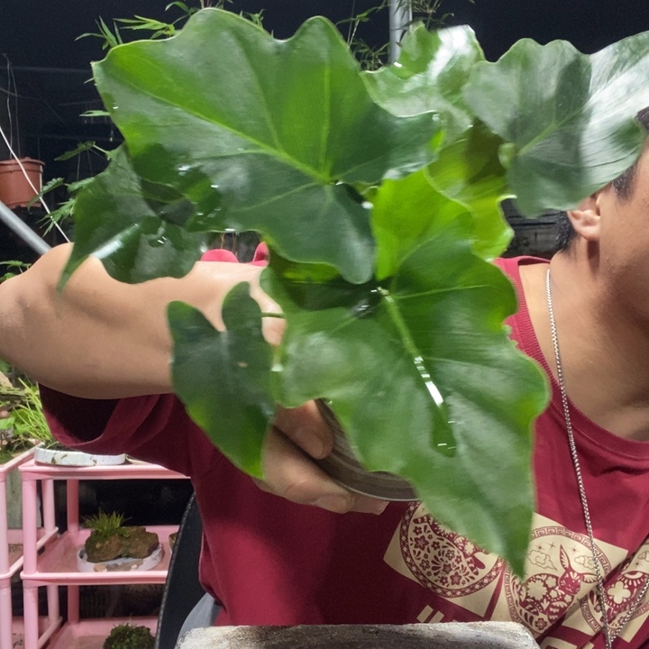 A***L以实际为准盆景绿植盆栽26