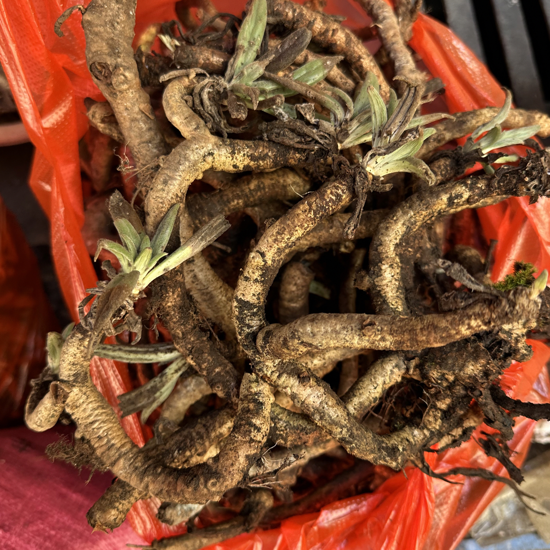 山麒麟药材名称 六角草 山麒麟500克一份新鲜货