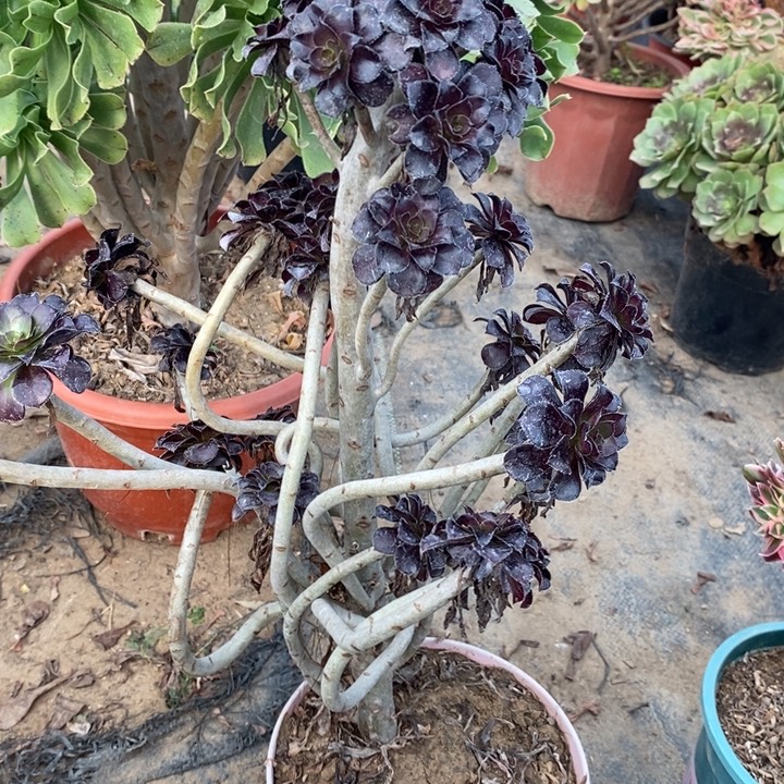 黑法妖桩断枝17多肉植物法师的