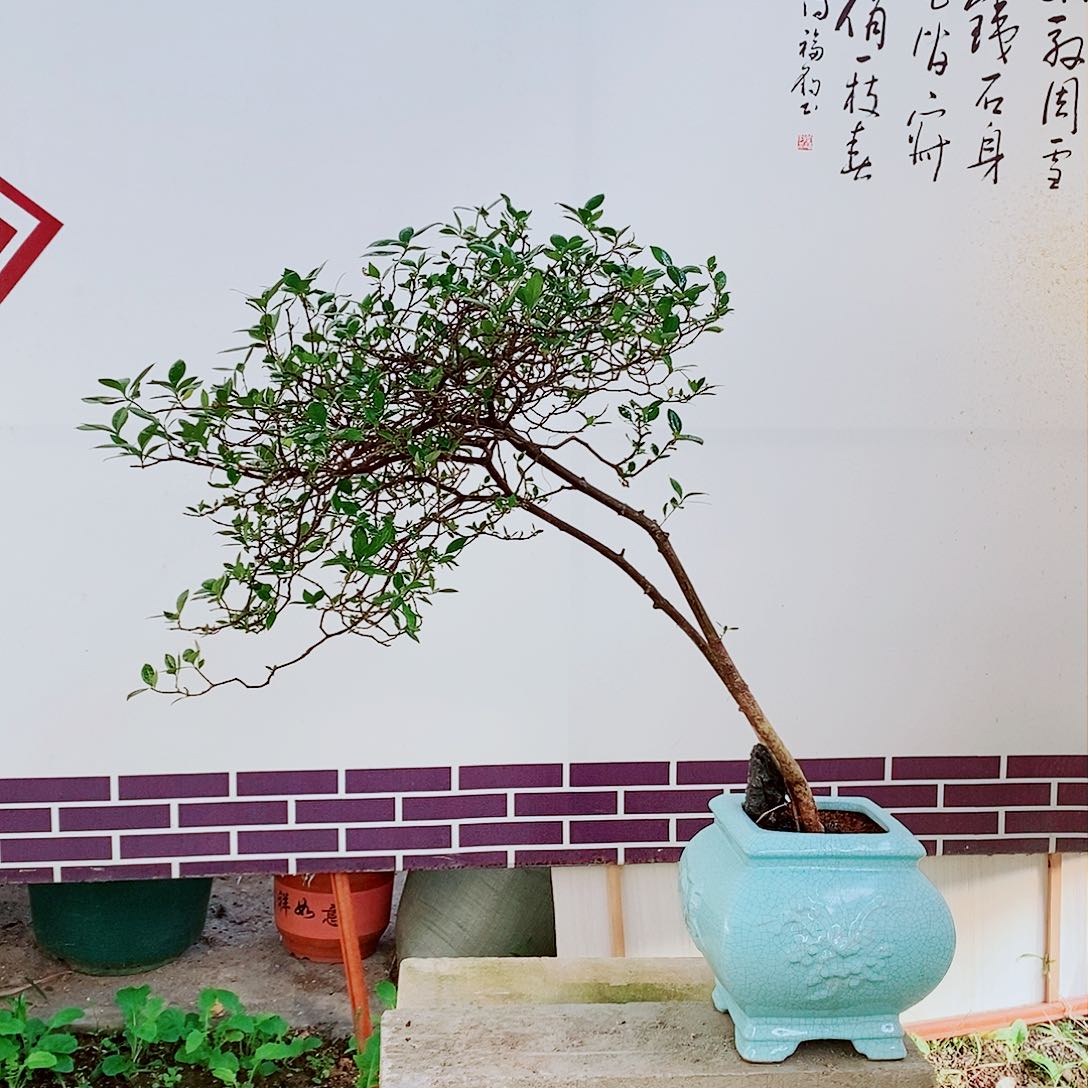 海岛栀子花一物一拍