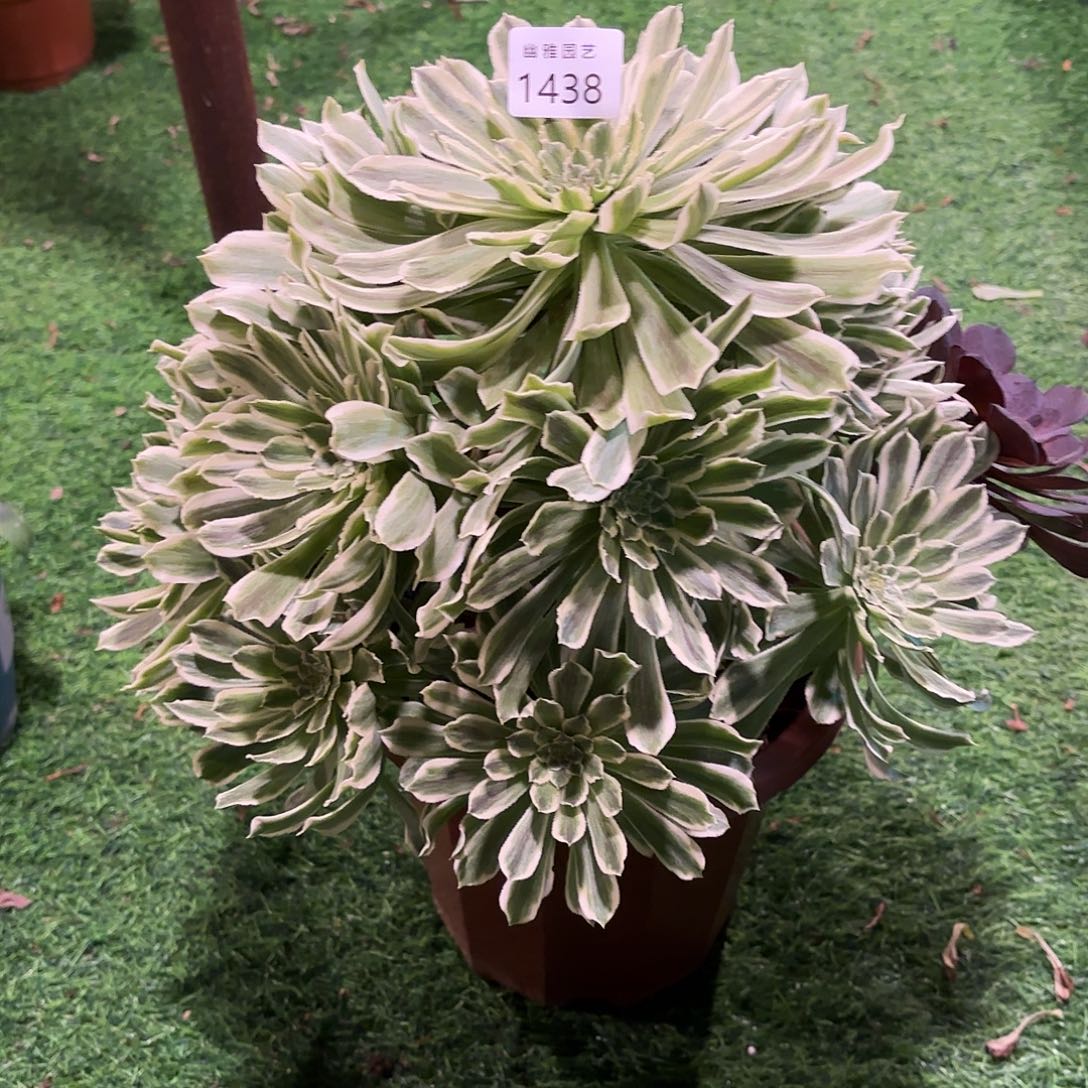 多肉法师碧浪1438