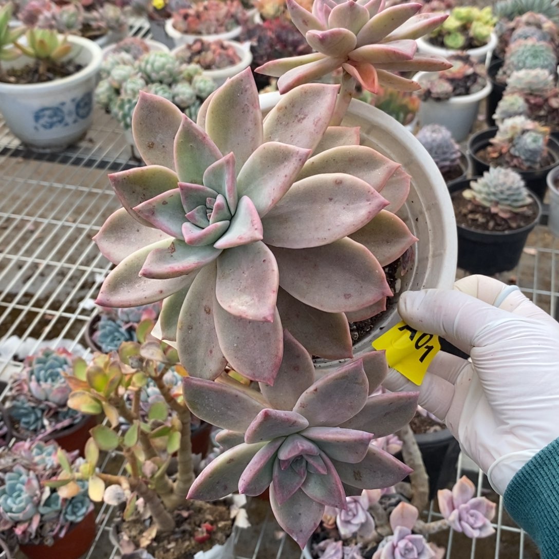 061宾月老桩一物一拍