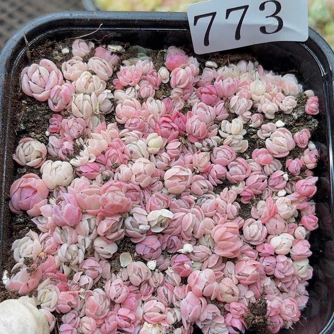 多肉植物多肉植物773