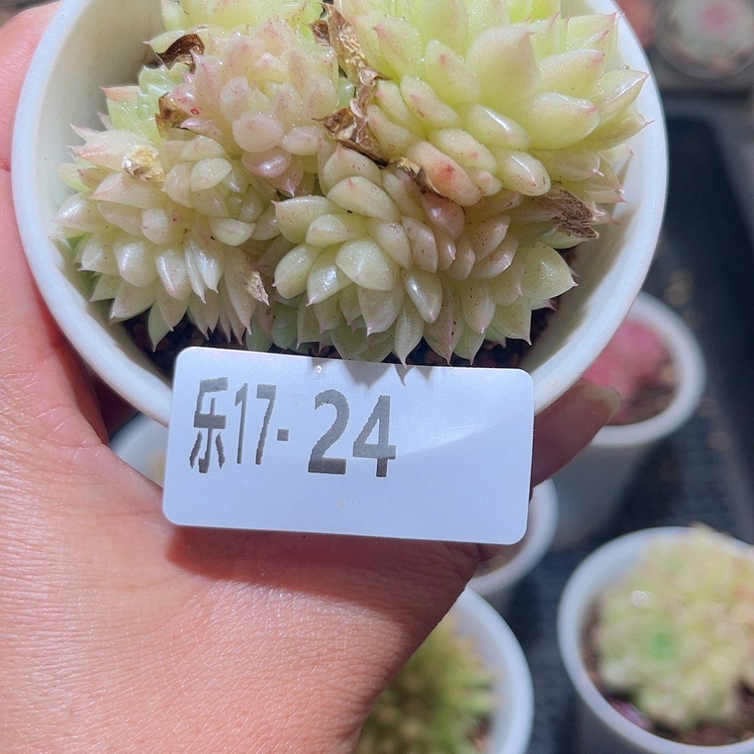 木乐17-24麦秆群不包整