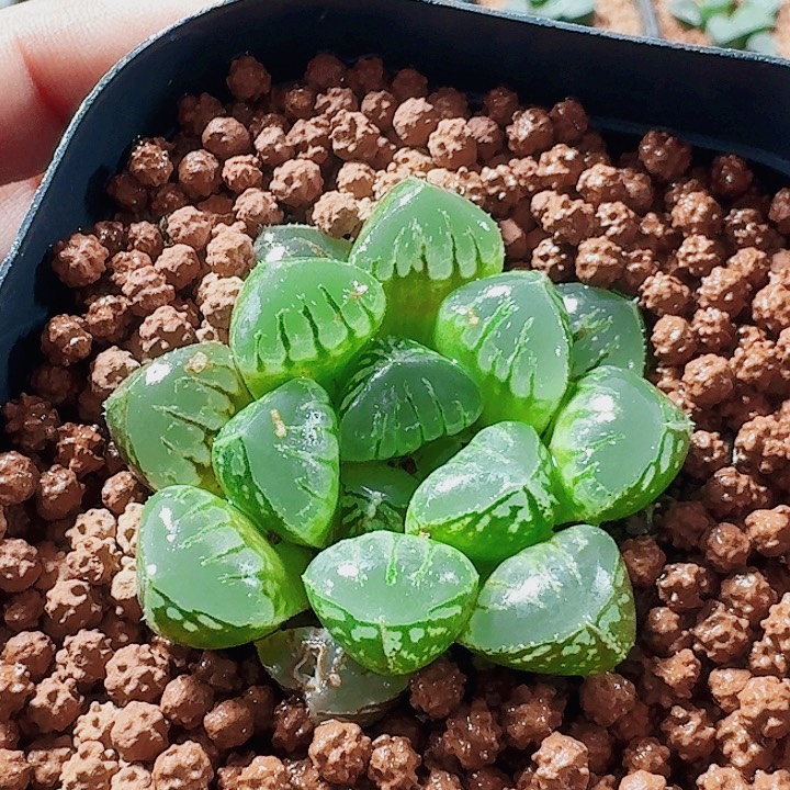 庄***庄十二卷实生特选福利