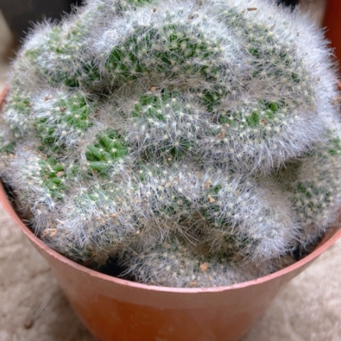 芳香丸缀仙人球15米