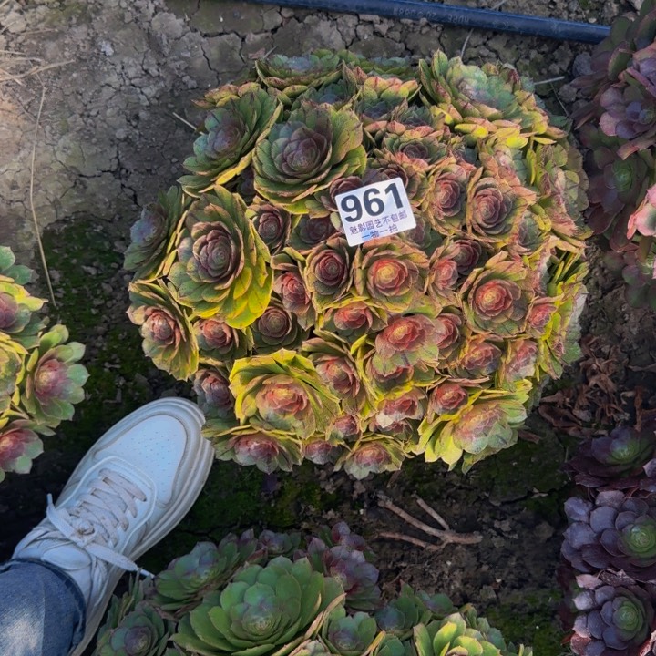 拉丝花27-43包邮花花