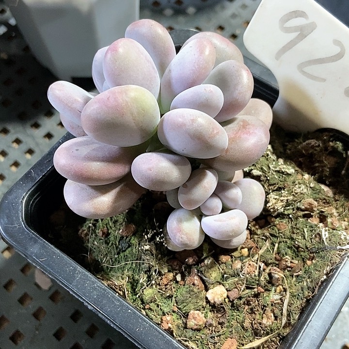 多肉植物大叶奶920