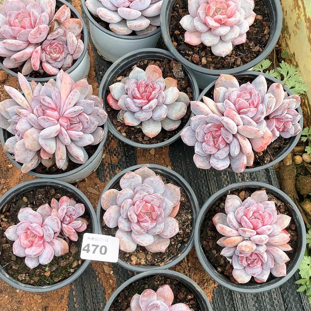 阿雅园艺。      缩心黑杆不售后470