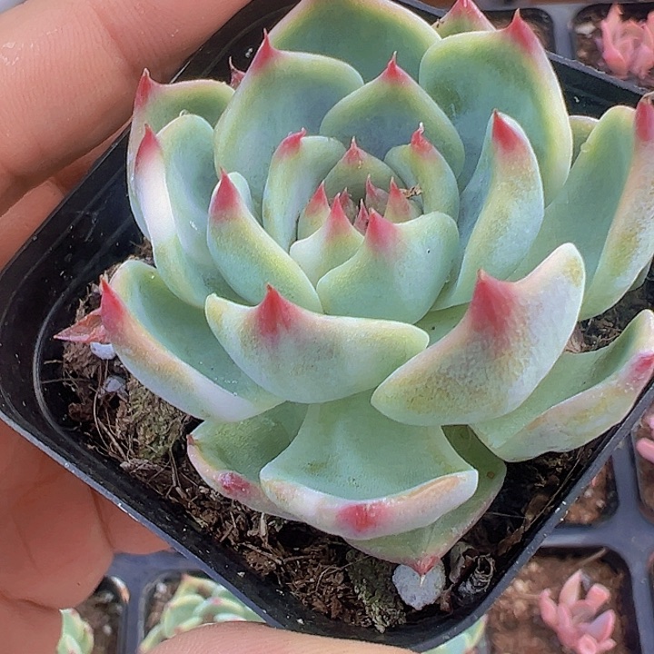 吉娃娃精品多肉植物