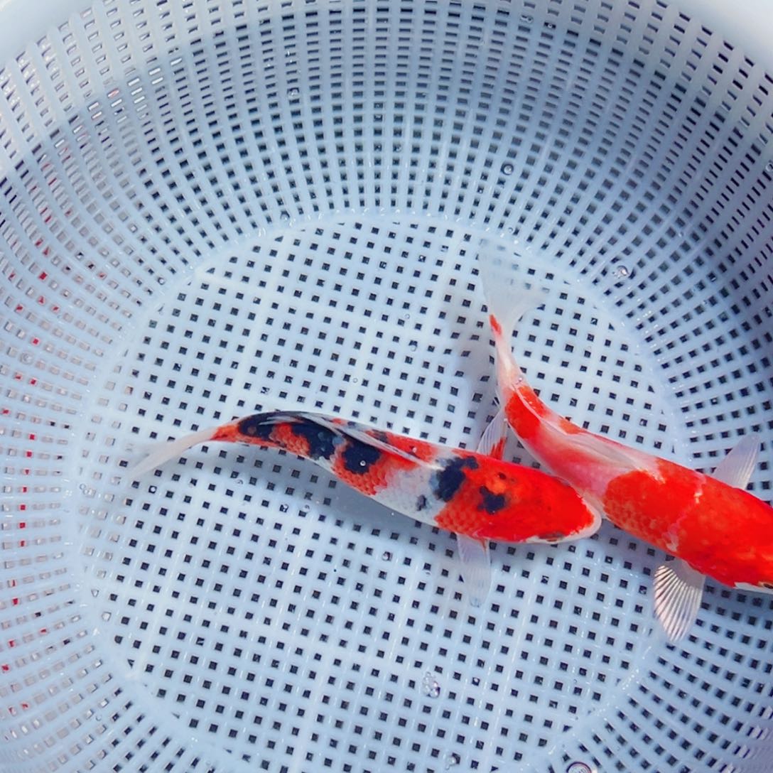 锦鲤锦鲤观赏鱼6666