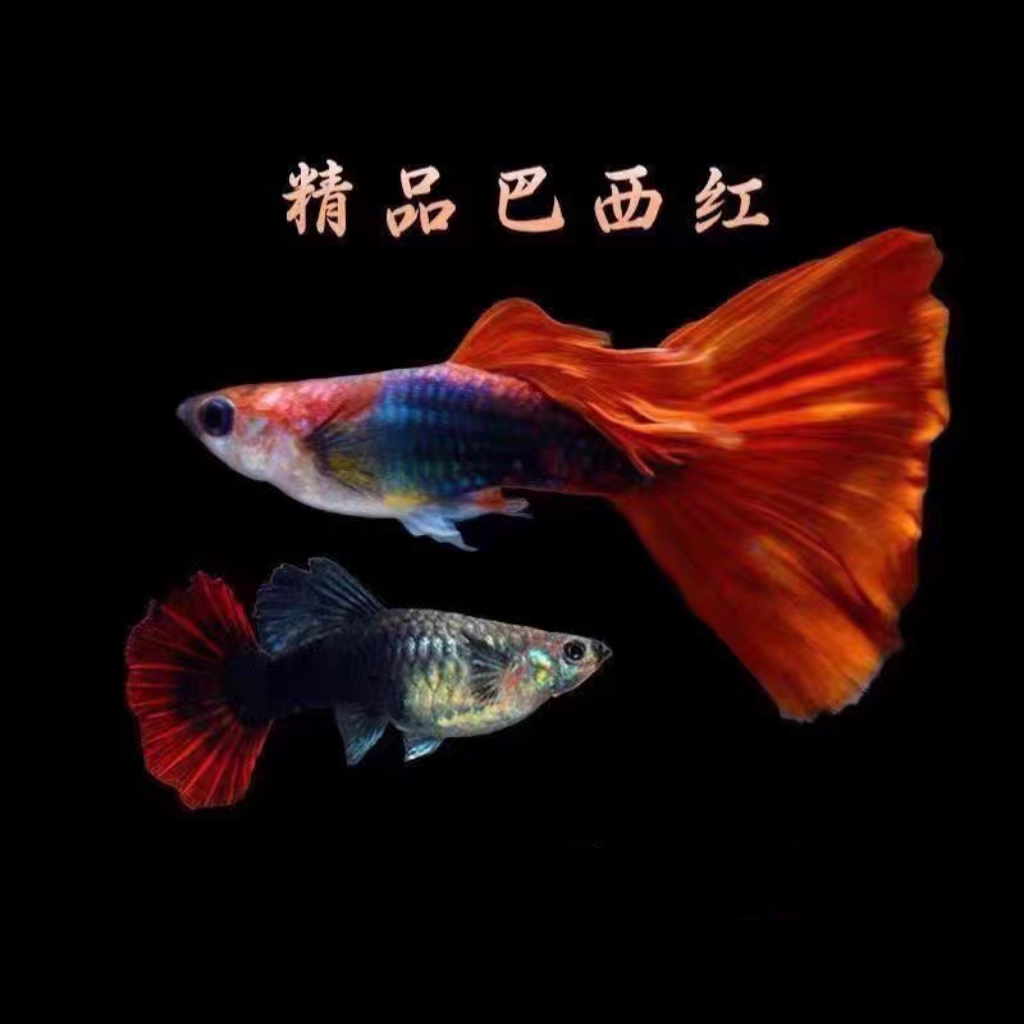 精品巴西红扇小型热带孔雀鱼好养耐活可繁殖观赏鱼活体凤尾鱼苗
