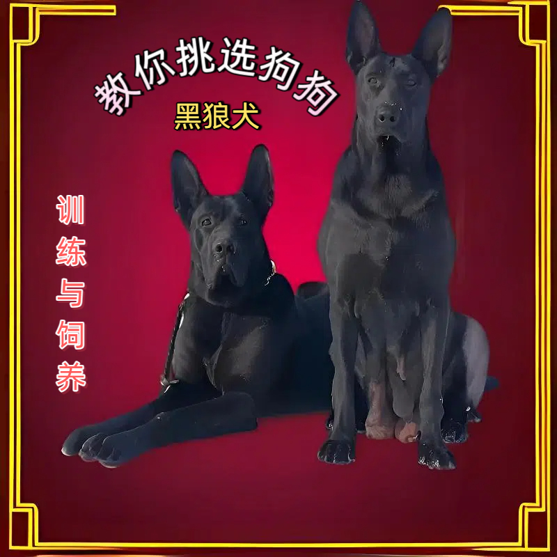 教你挑选狗狗（黑狼犬）专属教程