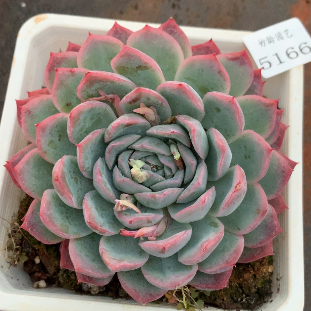 5166杂交精品基地11厘米