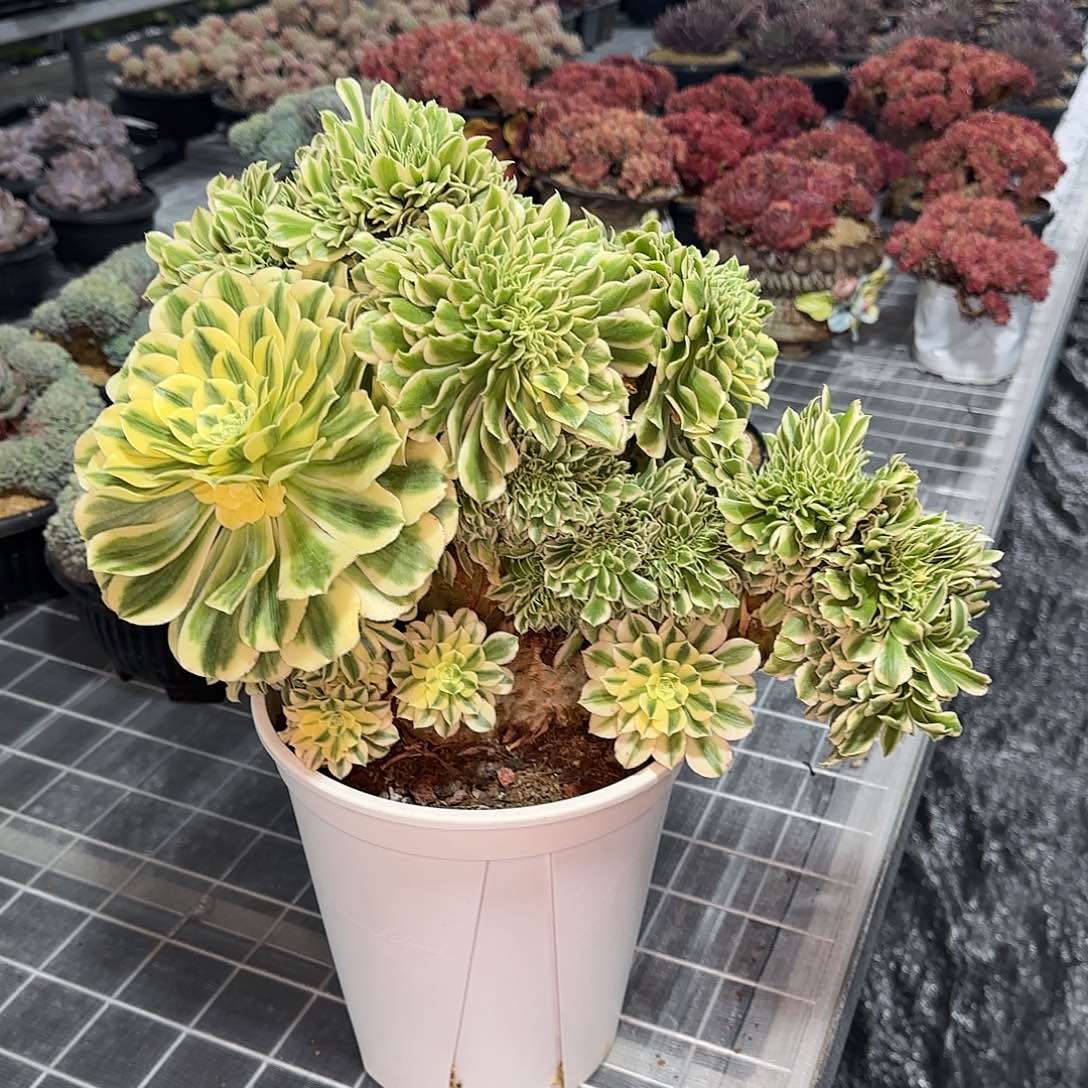 大*从前慢花园精选0205-11