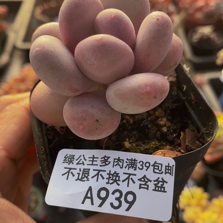 丸叶蛋黄奶5cm939多肉植物
