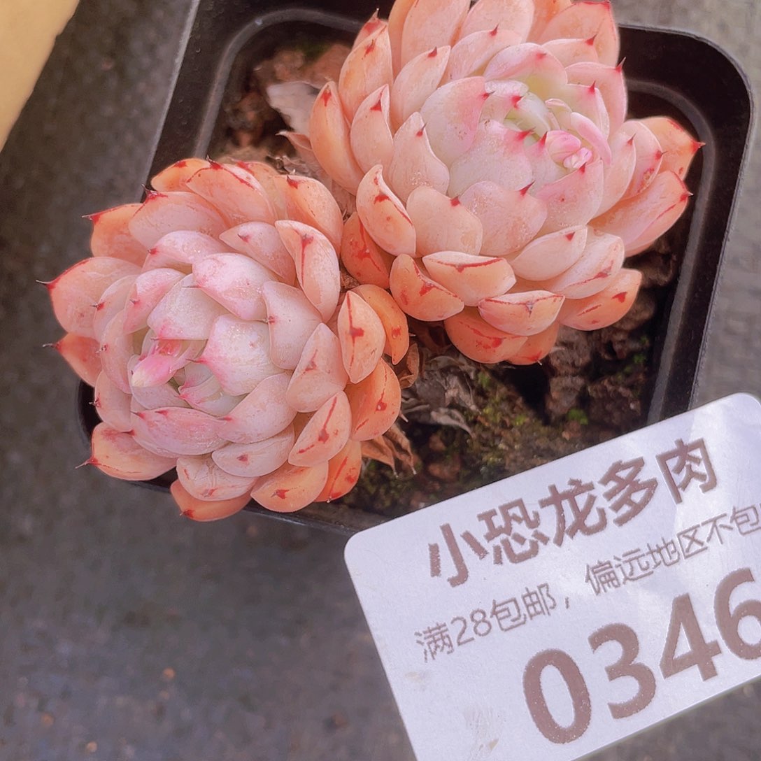 0346啊宝宝要天天向上哦