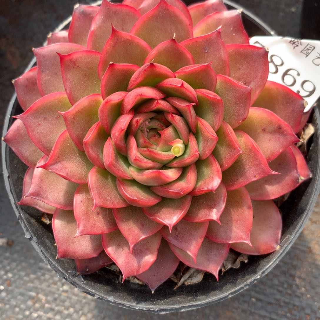 7869新年快乐发发发