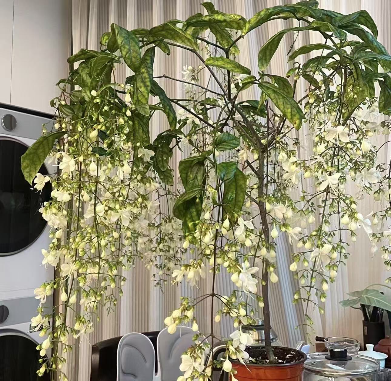 【李先生】大颗#垂丝茉莉~花四季开花适合室内阳台的盆栽花卉