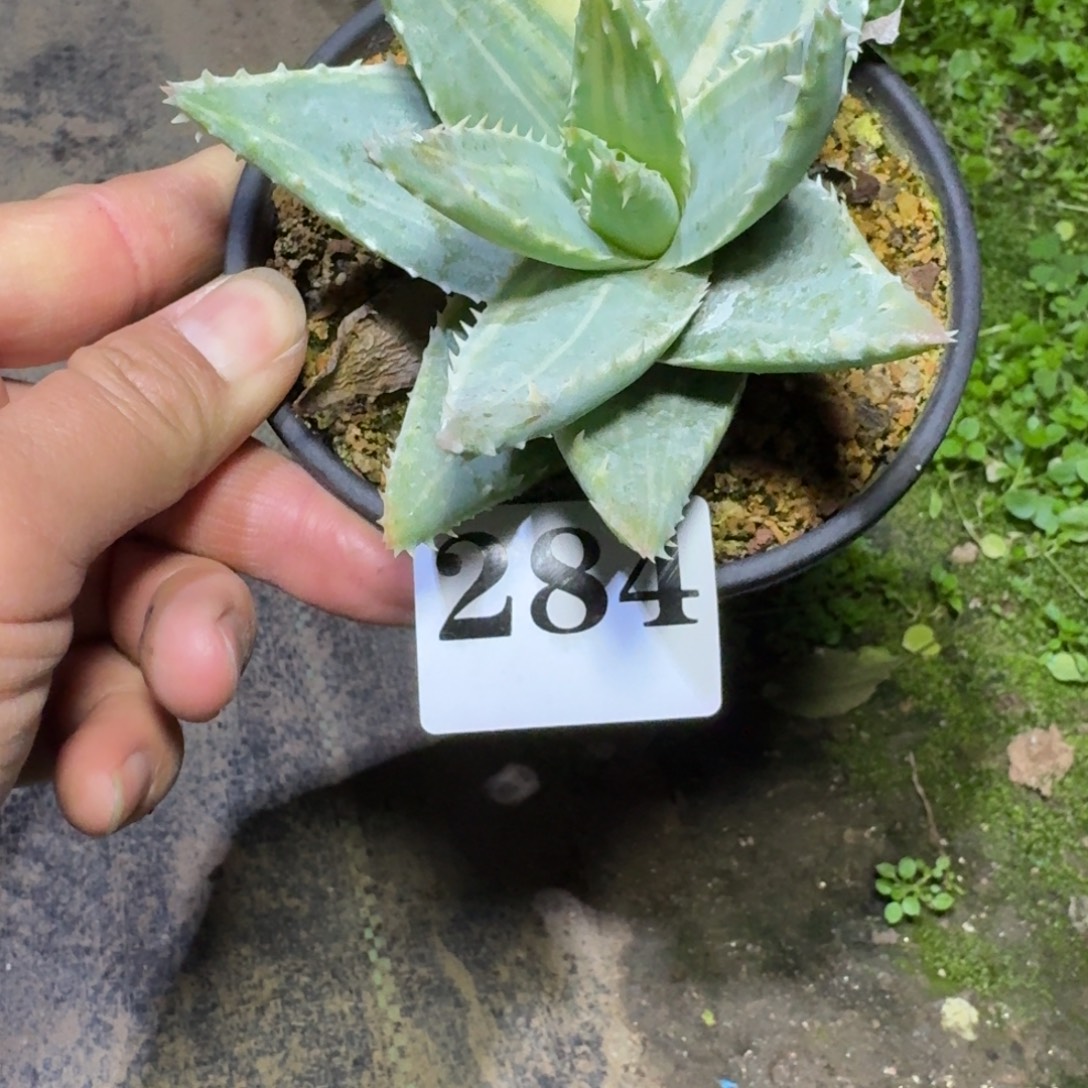 龙山锦芦荟多肉植物