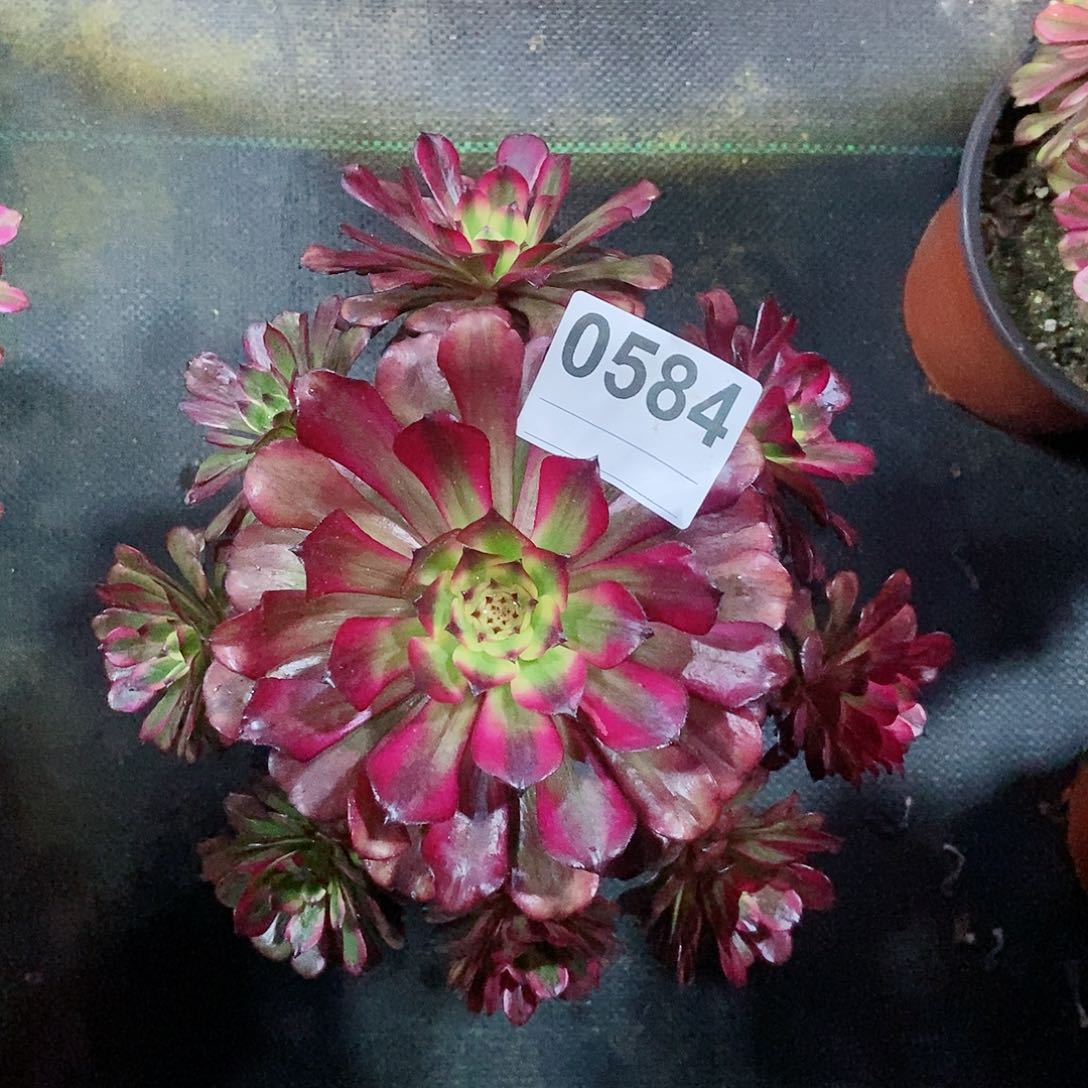 红陶0584美肌4多肉