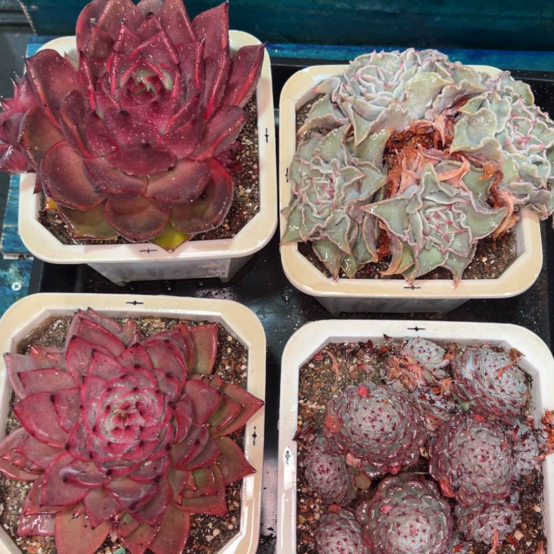 从前慢多肉精选编号0119.411