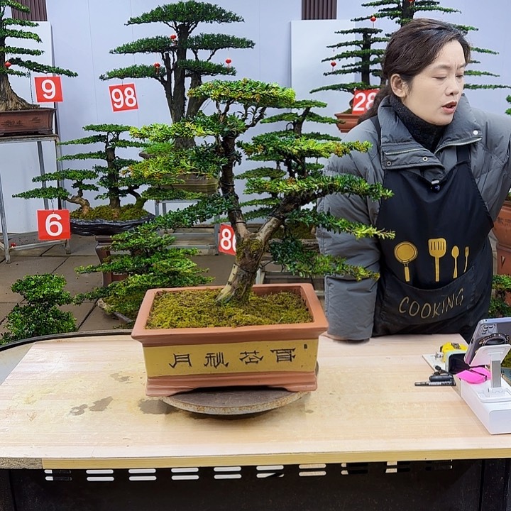 盆景直播间一物一拍