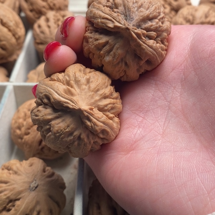 青***俞霸王龙全品无修一刀没动