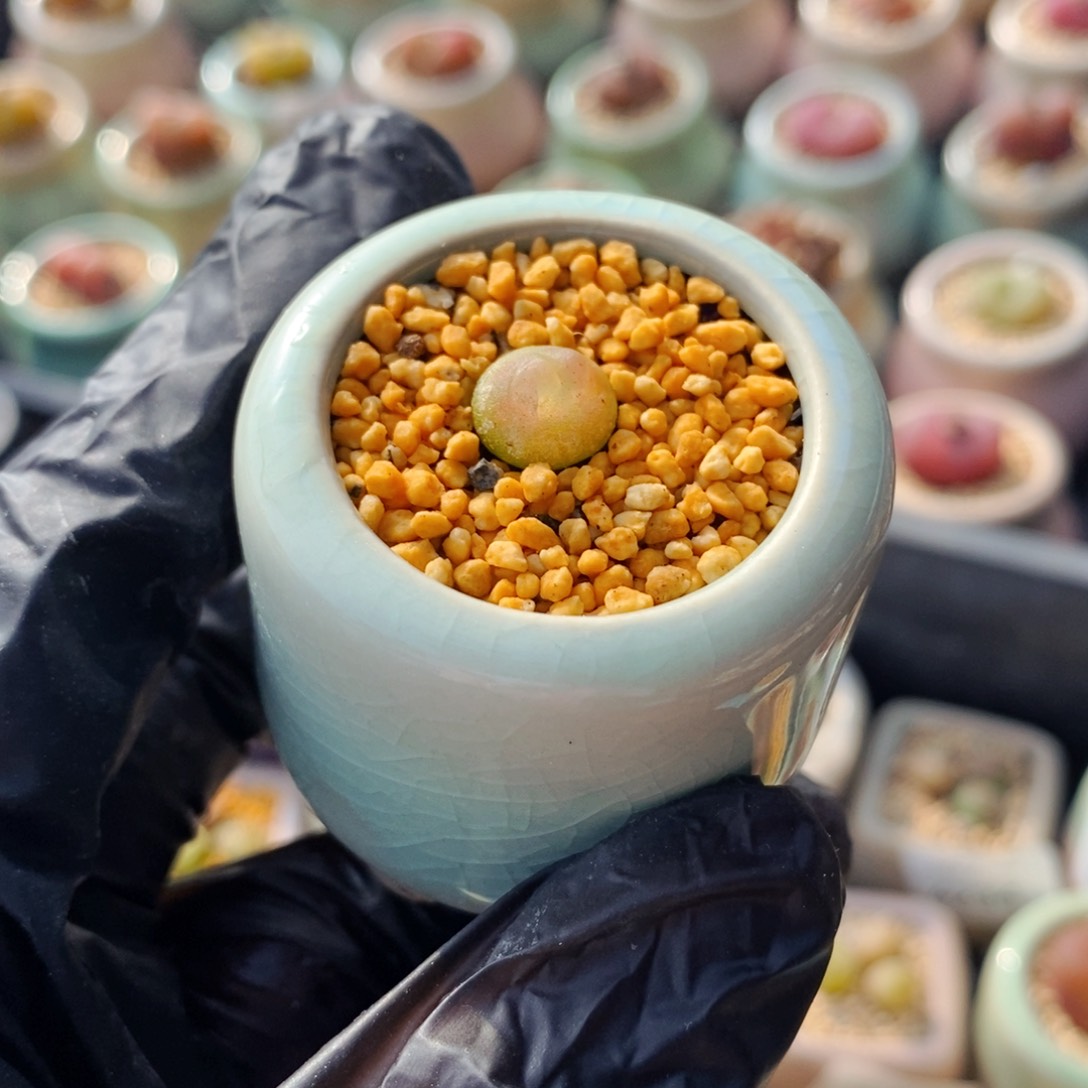 4262--一物一拍 带盆