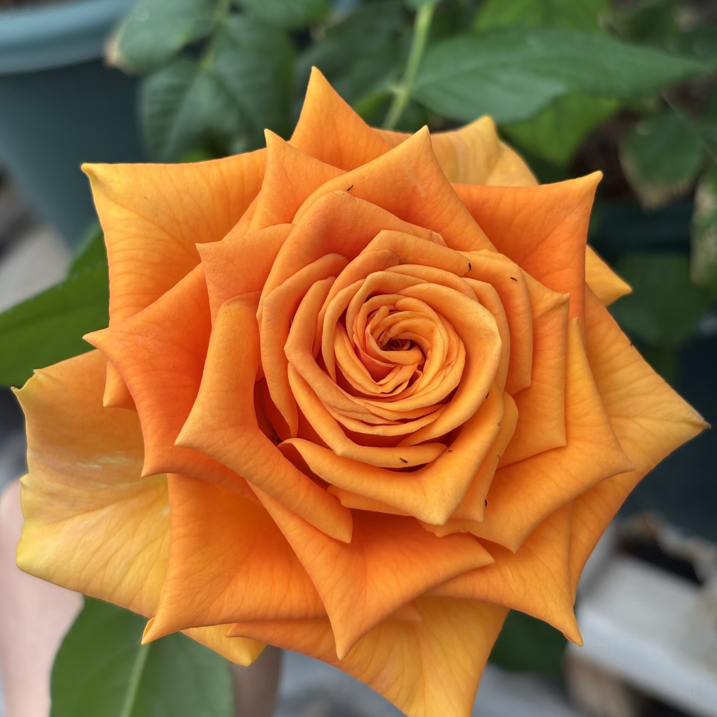 新品 甜橙 月季花苗玫瑰大花灌木高杯切花直立勤花 （1+根接土球）