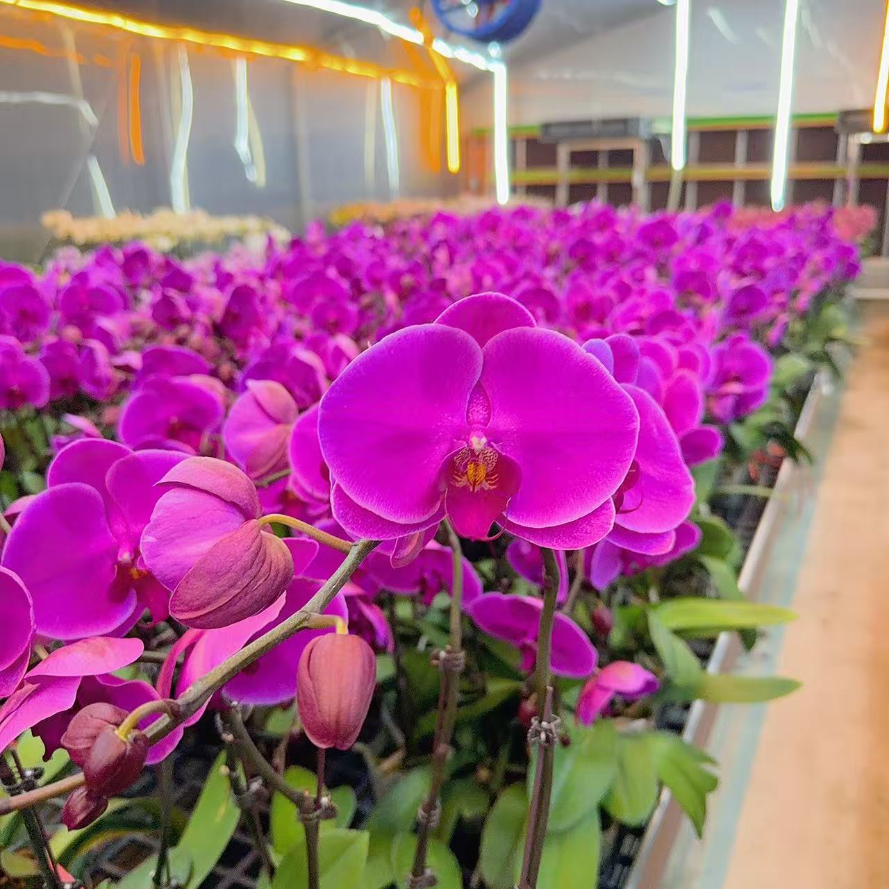精选蝴蝶兰【鸿运当头】紫红色系 室内绿植花卉长花期 基地直发