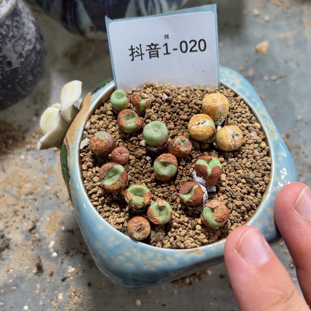 1-20量拍3头1968红嘴一颗