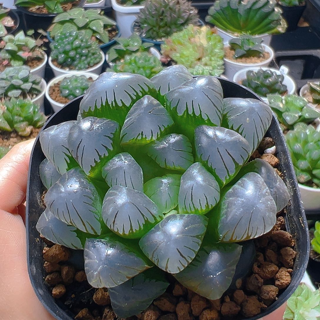 大窗冰灯玉露多肉多肉