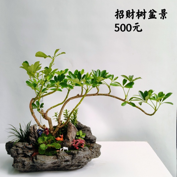 招财树盆景造型好看桌面绿植