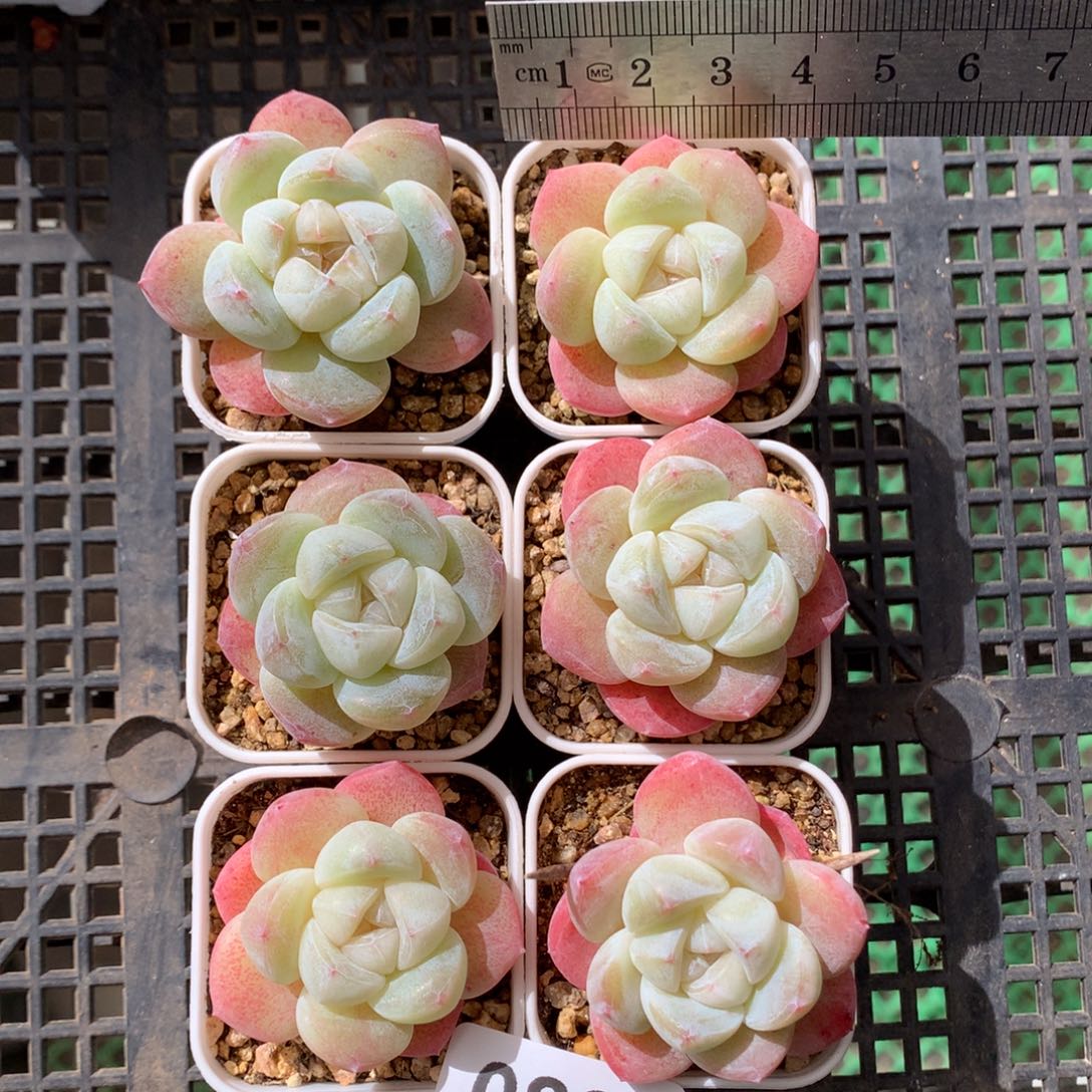 88。白底糖心冰玉六颗一组。