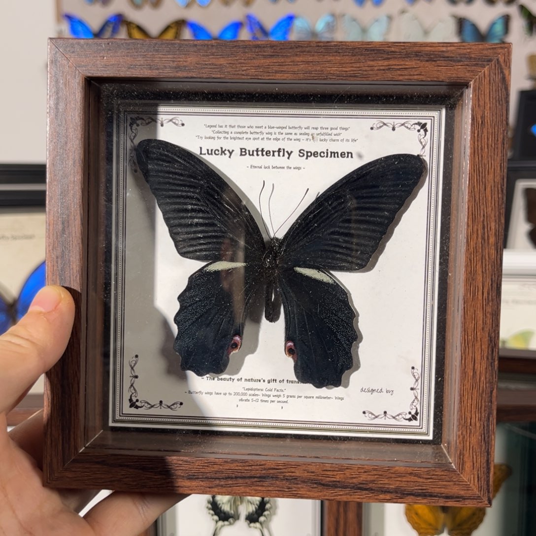 横款国产蝶单只出