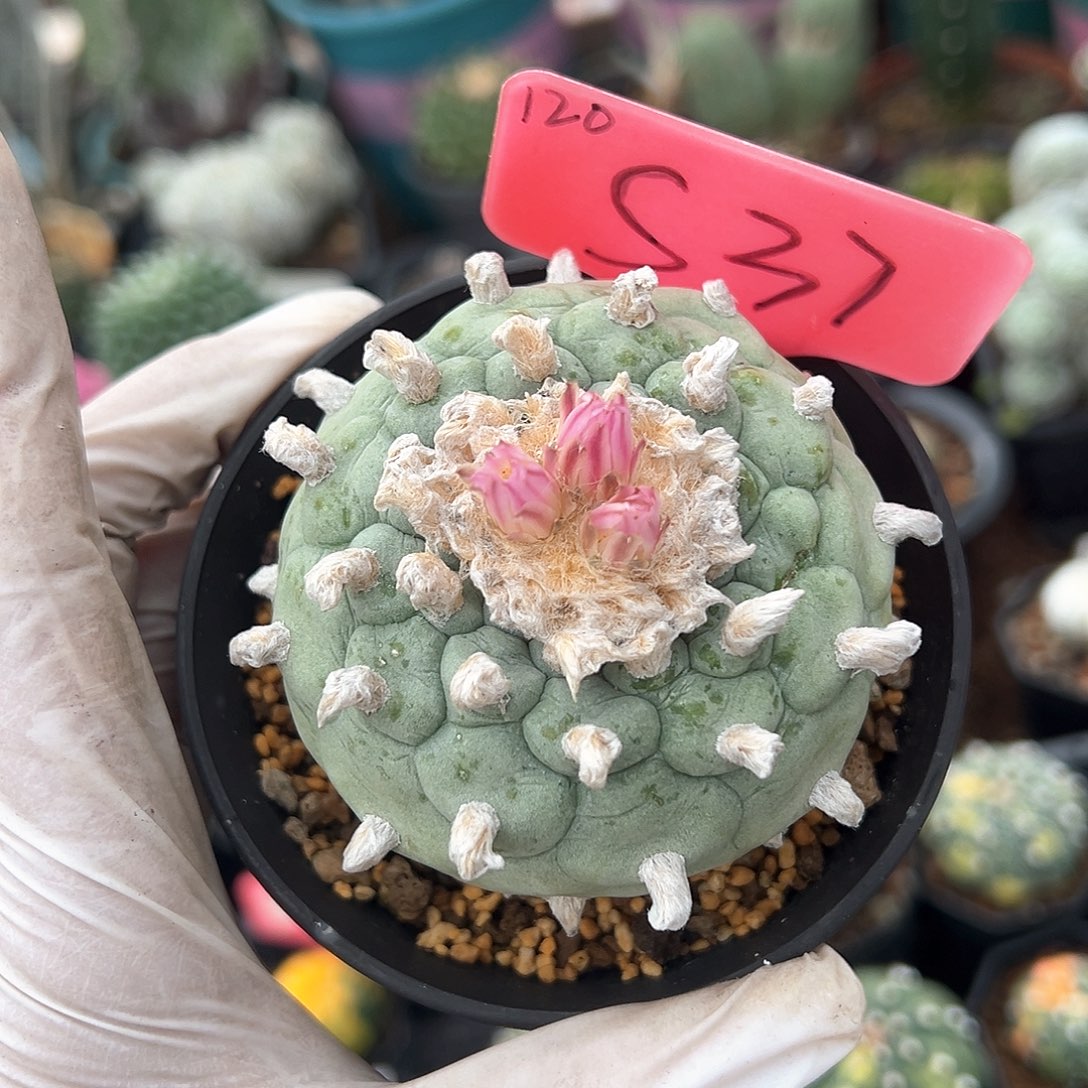 去咯哦哦呃呃呃呃呃呃呃呃呃