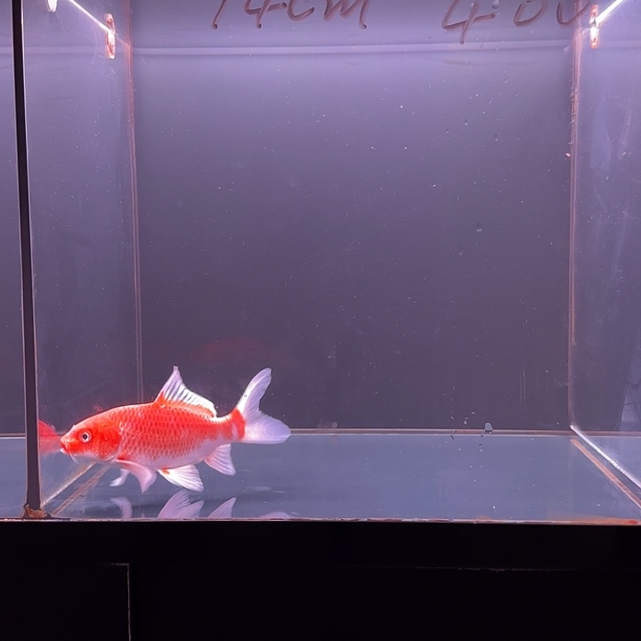 蝴蝶鲤鱼66号花红