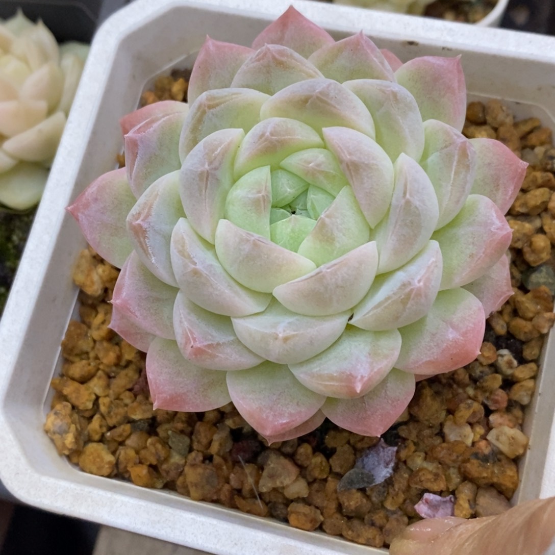 精品多肉一物一拍不包整25
