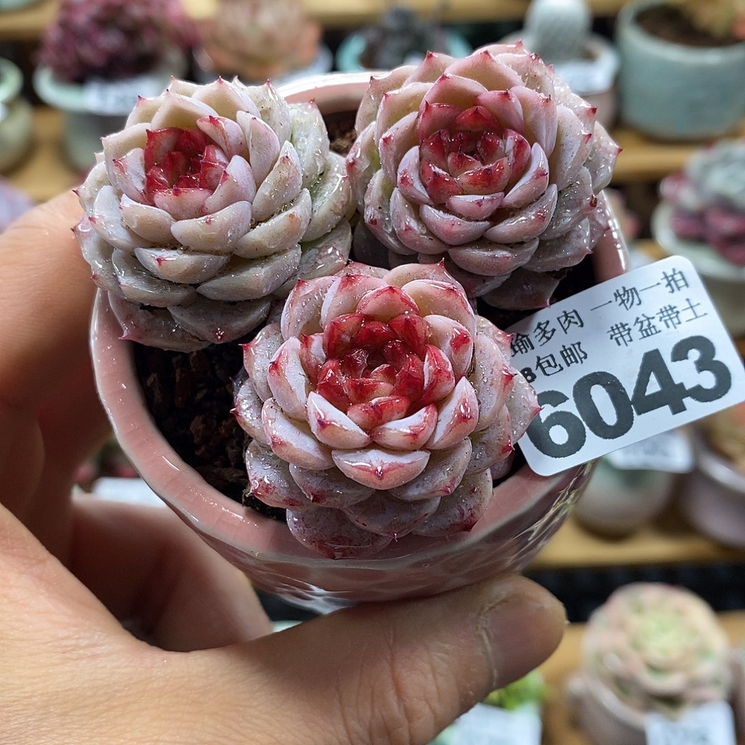 精控多肉植物6043