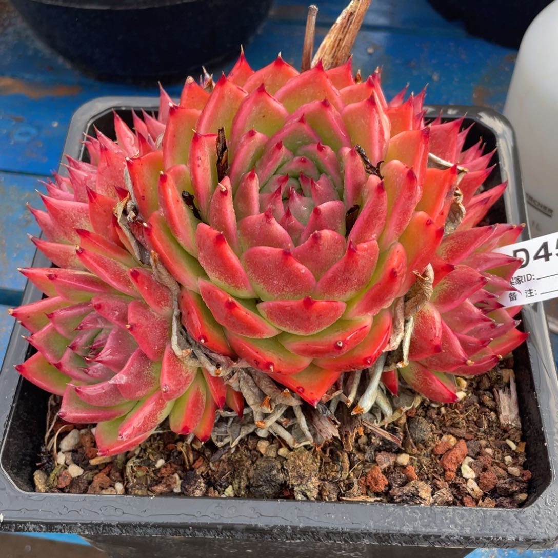 无花朵若如东云单拍D452