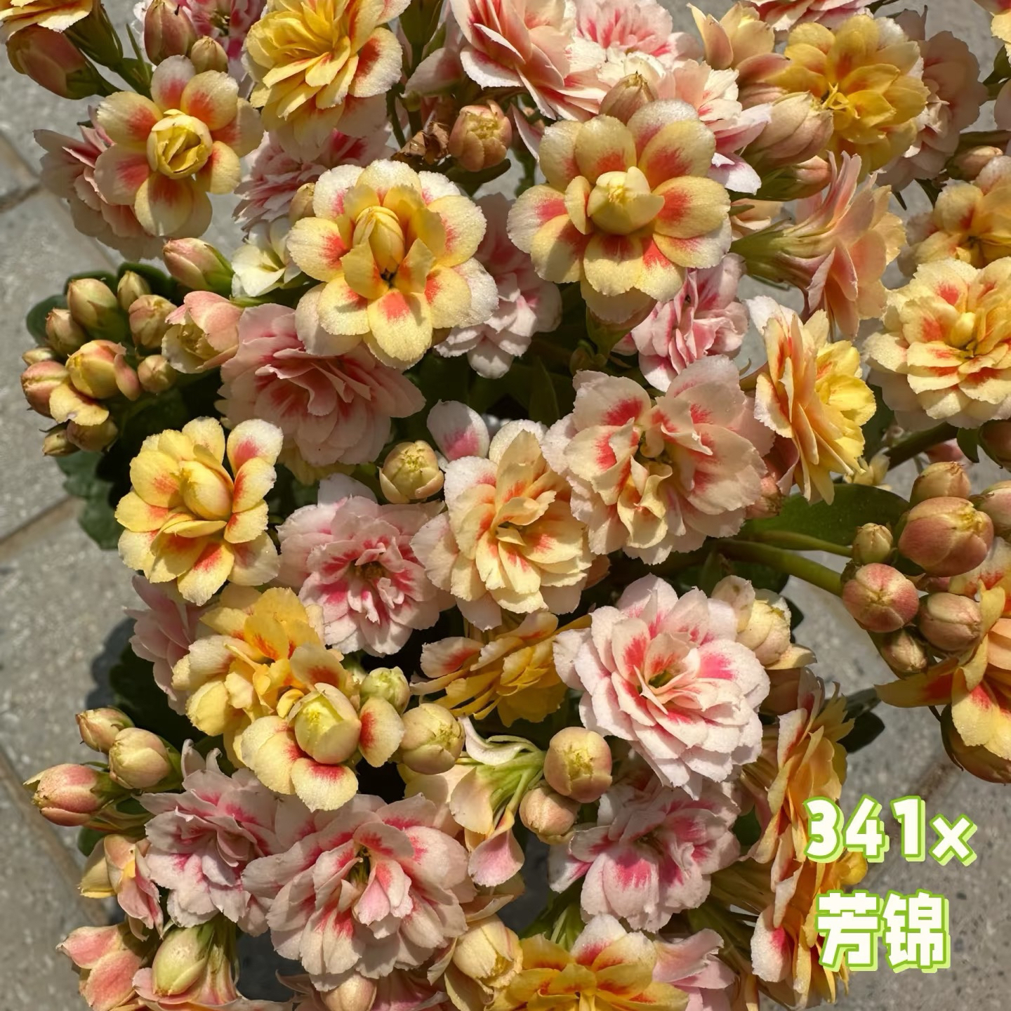 【芳锦】110盆新品重瓣长寿花